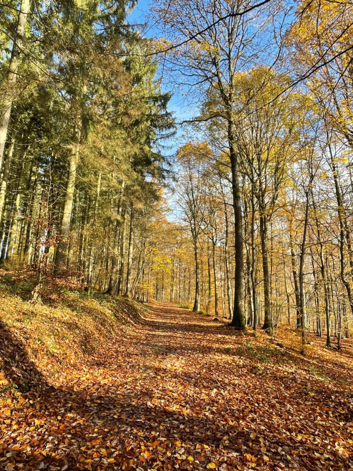 Gaestehaus Ute Mueller Wimbach Exteriör bild